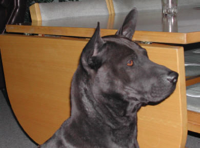 Thai Ridgeback Mon / Pairin Thai