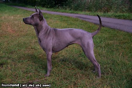 Thai Ridgeback Filou apportiert fast alles :)