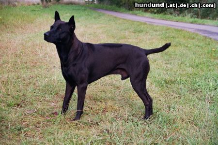 Thai Ridgeback Filou