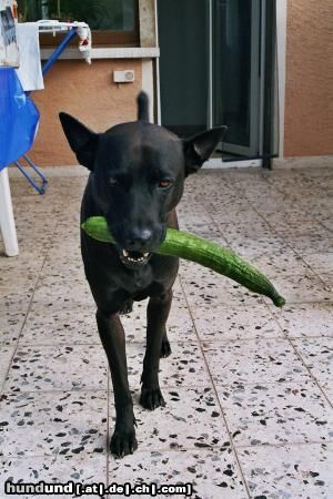 Thai Ridgeback Filou apportiert fast alles :)