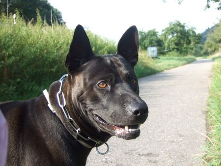 Thai Ridgeback Head Taptim Siam Mon/Pai Rin Thai