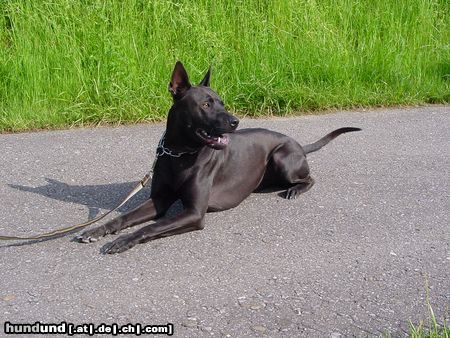 Thai Ridgeback Taptim Siam Mon/Sohn von Gammon