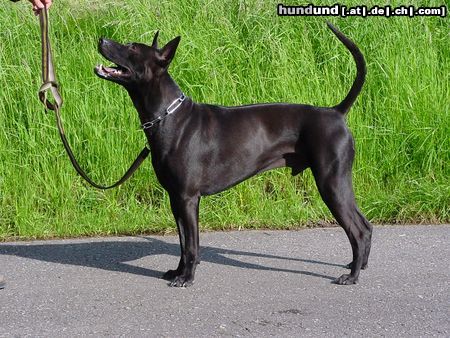 Thai Ridgeback Taptim Siam Mon/Sohn von Gammon