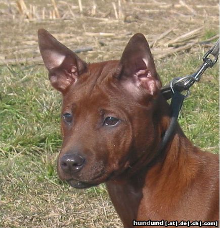 Thai Ridgeback Paitoon NEO von Taptim Siam, 17 Wochen alt