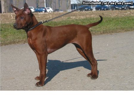 Thai Ridgeback Paitoon NEO von Taptim Siam, 17 Wochen alt