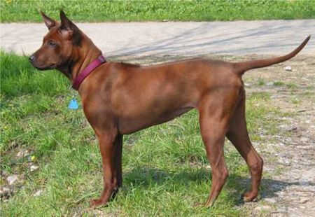 Thai Ridgeback Paitoon NEO 6 Mt. alt