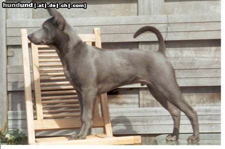 Thai Ridgeback Narong  (blau) 5 monate alt