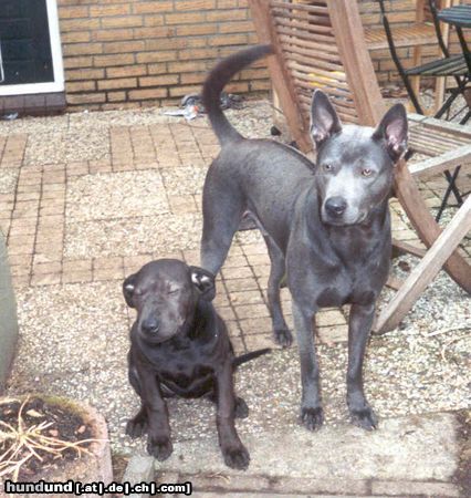 Thai Ridgeback Narong & Kaya