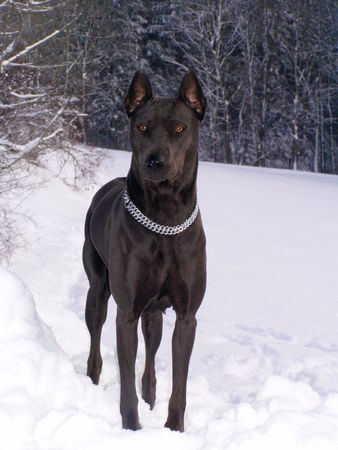 Thai Ridgeback Rainy Pass Ara (Cara)