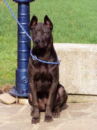 Thai Ridgeback Ascha von den drei Kaiserbergen