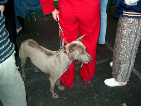 Thai Ridgeback