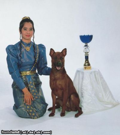 Thai Ridgeback Aporn