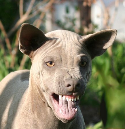 Thai Ridgeback Almaa-San Thaikru aka PAPANI: Buh ...