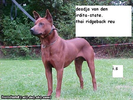 Thai Ridgeback thai ridgeback deadja vd irdita state