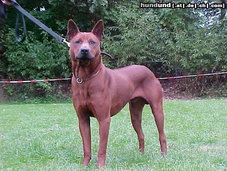 Thai Ridgeback thai ridgeback deadja vd irdita state