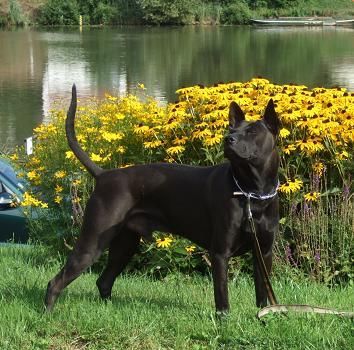 Thai Ridgeback Taptim Siam Mon/Pai Rin Thai