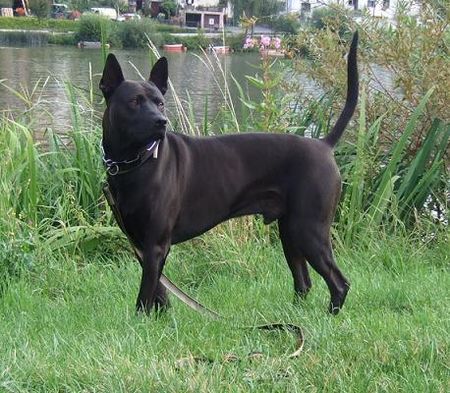 Thai Ridgeback Taptim Siam Mon/Pai Rin Thai