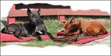 Thai Ridgeback Mon & Pat Thai / Pairin Thai