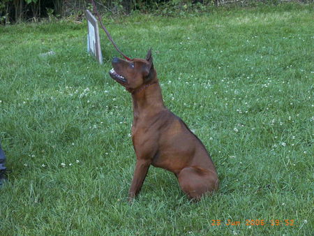 Thai Ridgeback Mon & Pat Thai / Pairin Thai