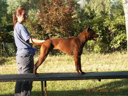 Thai Ridgeback Pat Thai / Pairin Thai