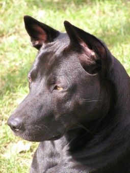 Thai Ridgeback Kopf Caju Thai Bellijess