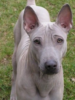 Thai Ridgeback Nena 