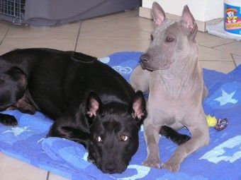 Thai Ridgeback Caju und Nena