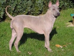 Thai Ridgeback  Nena