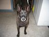 Thai Ridgeback Hund