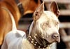 Thai Ridgeback Hund