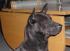 Thai Ridgeback Hund