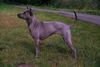 Thai Ridgeback Hund