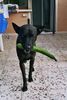 Thai Ridgeback Hund