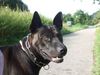 Thai Ridgeback Hund