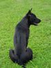 Thai Ridgeback Hund