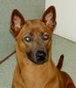 Thai Ridgeback Hund