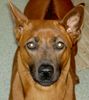 Thai Ridgeback Hund