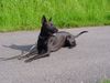 Thai Ridgeback Hund