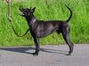 Thai Ridgeback Hund