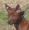 Thai Ridgeback Hund