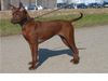 Thai Ridgeback Hund