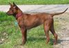 Thai Ridgeback Hund