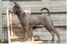 Thai Ridgeback Hund