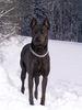 Thai Ridgeback Hund