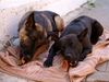 Thai Ridgeback Hund