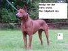 Thai Ridgeback Hund