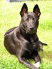 Thai Ridgeback Hund