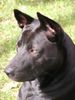 Thai Ridgeback Hund