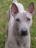 Thai Ridgeback Hund