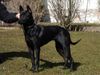 Thai Ridgeback Hund